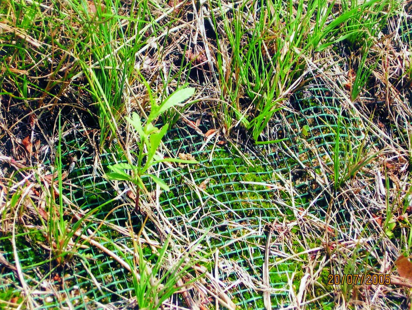 trawa przerastająca siatkę antyerozyjną GreenSlope